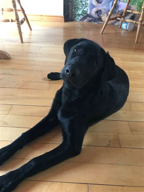 5 month labrador puppy|5 month old lab puppy training.